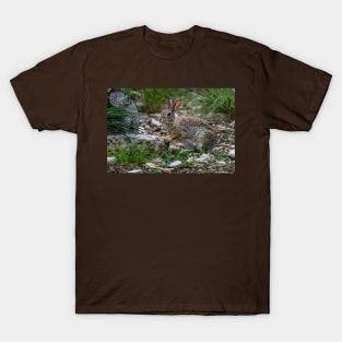 Cottontail Rabbit Hopping Along the Trail T-Shirt